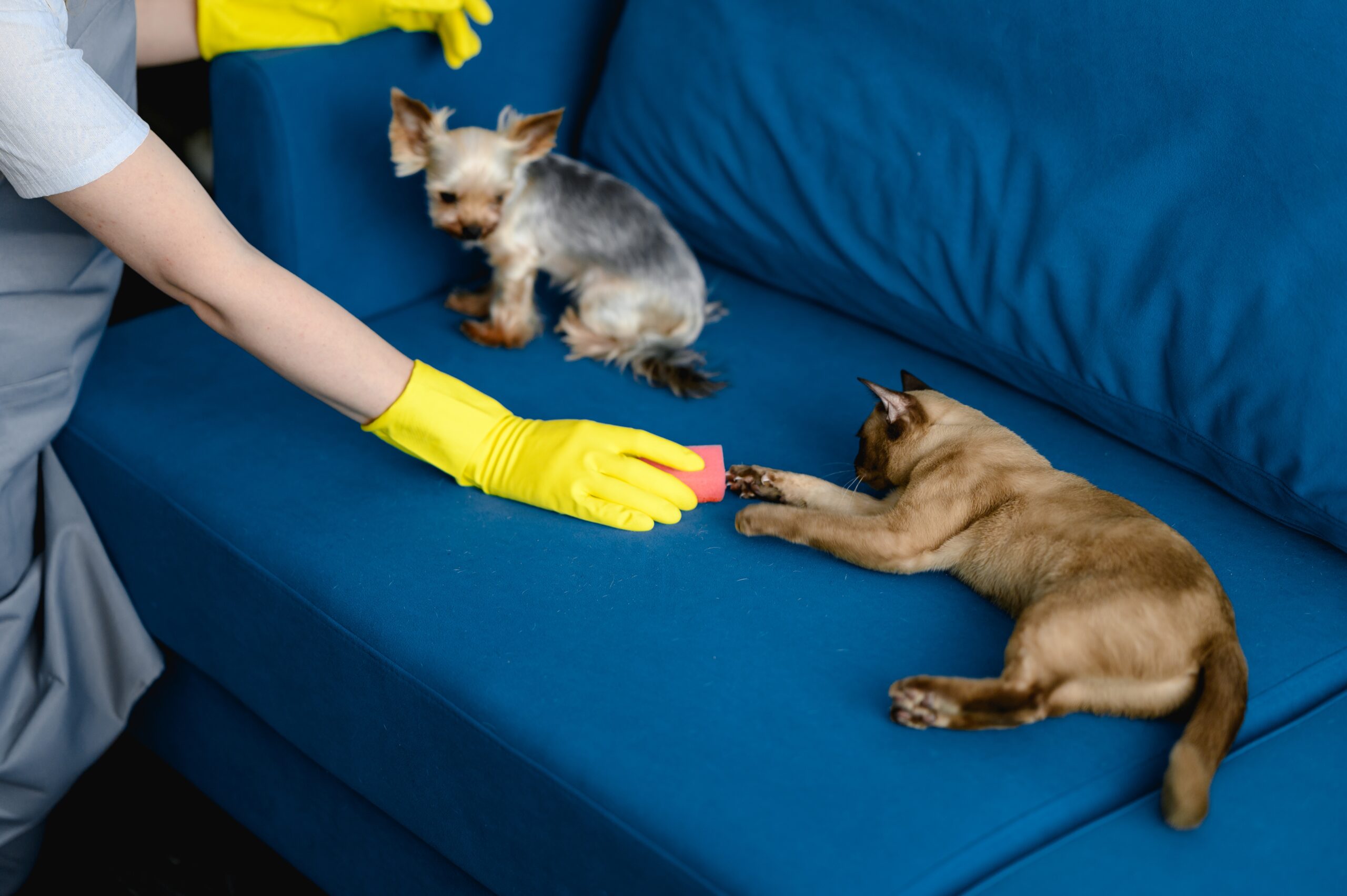 How-to-Remove-Pet-Stains-from-Carpets-and-Upholstery